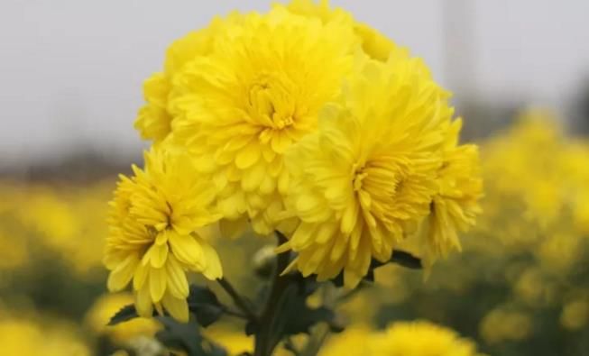 千畝云臺(tái)冰菊盛開(kāi)，誠(chéng)邀您蒞臨免費(fèi)參觀！