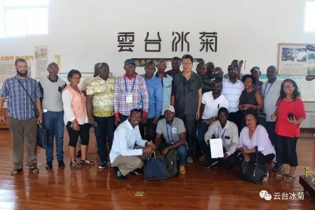 目測這朵菊花要火，國外專家為它頻頻而來······